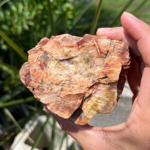 Petrified wood